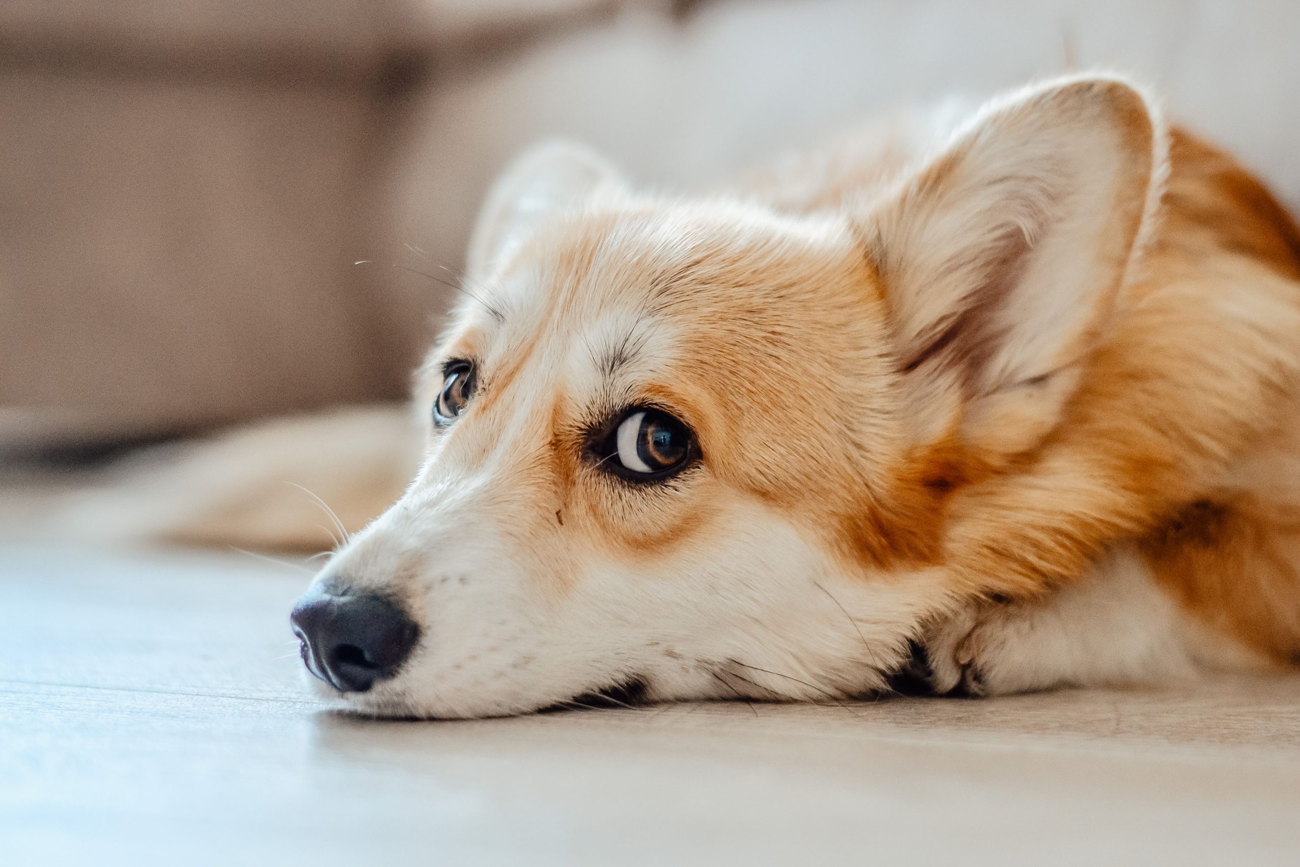 adoption corgi association